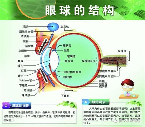 鸳鸯眼面相|鸳鸯眼面相解析